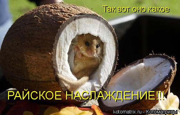 Так вот оно какое РАЙСКОЕ НАСЛАЖДЕНИЕ!!!... Котоматрица: Так вот оно какое РАЙСКОЕ НАСЛАЖДЕНИЕ!!!