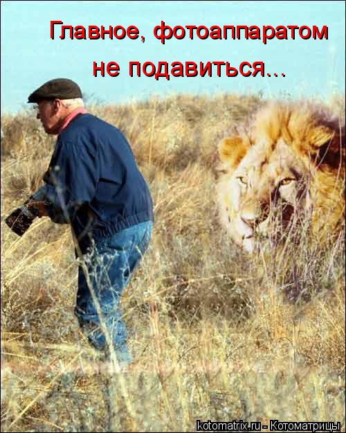Главное, фотоаппаратом не подавиться...... Котоматрица: Главное, фотоаппаратом не подавиться...