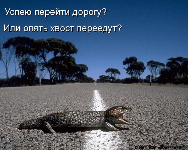 Успею перейти дорогу? Или опять хвост переедут?... Котоматрица: Успею перейти дорогу? Или опять хвост переедут?