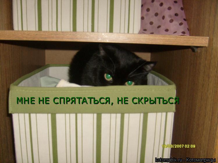 МНЕ НЕ СПРЯТАТЬСЯ, НЕ СКРЫТЬСЯ... Котоматрица: МНЕ НЕ СПРЯТАТЬСЯ, НЕ СКРЫТЬСЯ