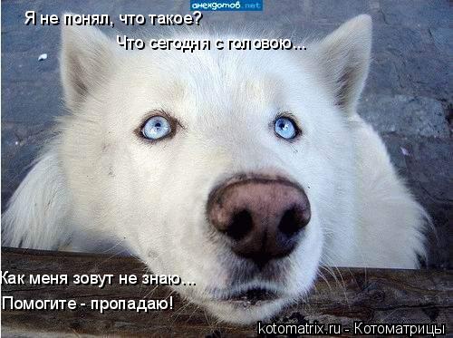 Я не понял, что такое? Что сегодня с головою... Как меня зовут не знаю... Помогите - пропадаю!... Котоматрица: Я не понял, что такое? Что сегодня с головою... Как меня зовут не знаю... Помогите - пропадаю!