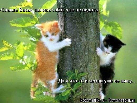 -Слышь Васьк, кажись собак уже не видать -Да я что-то и земли уже не вижу...... Котоматрица: -Слышь Васьк, кажись собак уже не видать -Да я что-то и земли уже не вижу...