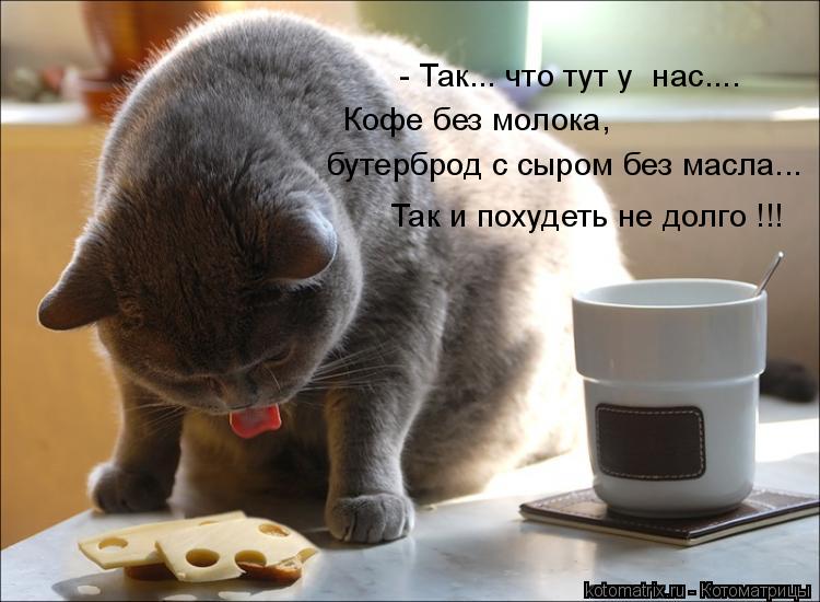 Котоматрица: - Так... что тут у  нас.... Кофе без молока, бутерброд с сыром без масла... Так и похудеть не долго !!!