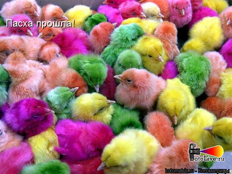 Пасха прошла!... Котоматрица: Пасха прошла!