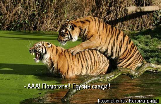 - ААА! Помогите!! Грузин сзади!!... Котоматрица: - ААА! Помогите!! Грузин сзади!!