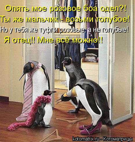 Опять мое розовое боа одел?! Ты же мальчик - возьми голубое! Но у тебя же туфли розовые, а не голубые... Котоматрица: Опять мое розовое боа одел?! Ты же мальчик - возьми голубое! Но у тебя же туфли розовые, а не голубые! Я отец!! Мне всё можно!!