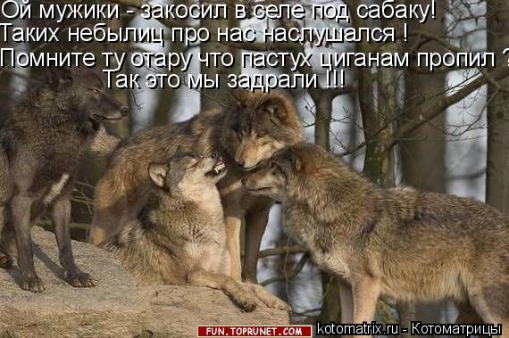 Помните ту отару что пастух циганам пропил ? Таких небылиц про нас наслушался ! Ой мужики - закосил в... Котоматрица: Помните ту отару что пастух циганам пропил ? Таких небылиц про нас наслушался ! Ой мужики - закосил в селе под сабаку! Так это мы задрали !!!