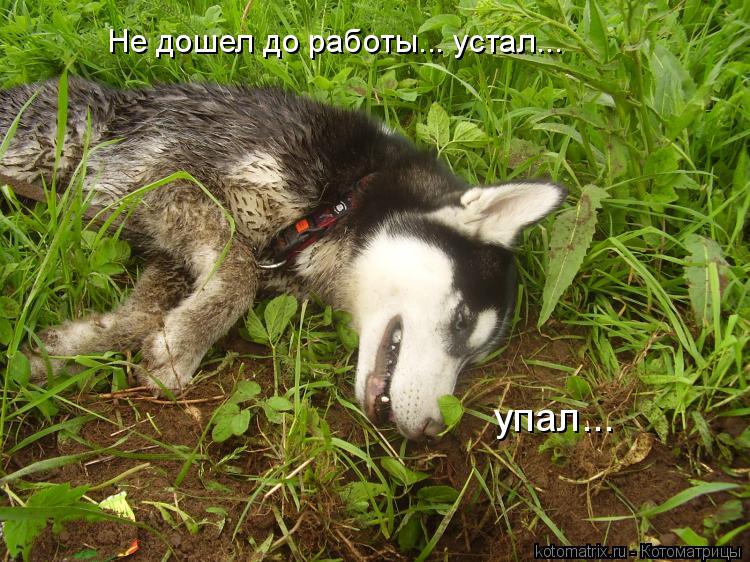 Не дошел до работы... устал... упал...... Котоматрица: Не дошел до работы... устал... упал...