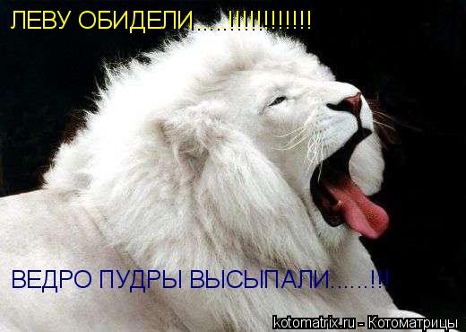 ЛЕВУ ОБИДЕЛИ.....!!!!!!!!!!!! ВЕДРО ПУДРЫ ВЫСЫПАЛИ......!!!... Котоматрица: ЛЕВУ ОБИДЕЛИ.....!!!!!!!!!!!! ВЕДРО ПУДРЫ ВЫСЫПАЛИ......!!!