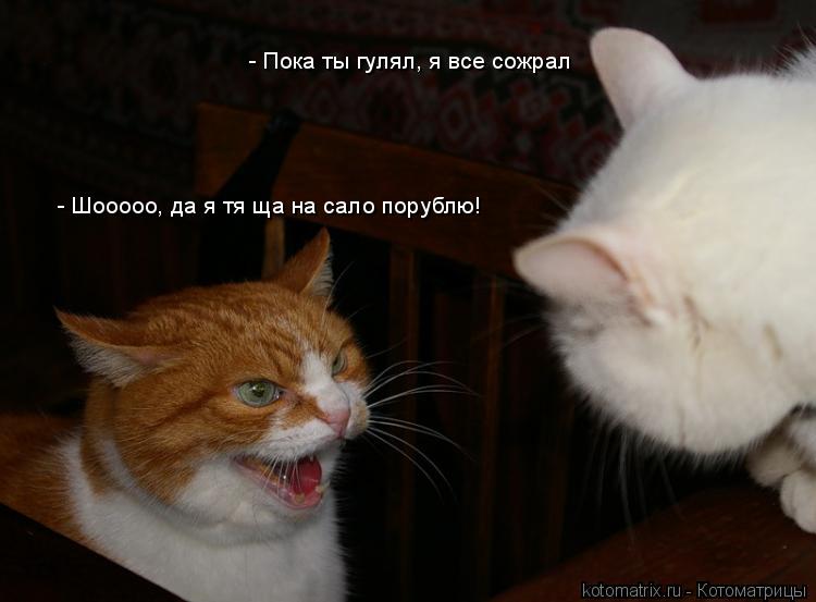- Пока ты гулял, я все сожрал - Шооооо, да я тя ща на сало порублю!... Котоматрица: - Пока ты гулял, я все сожрал - Шооооо, да я тя ща на сало порублю!