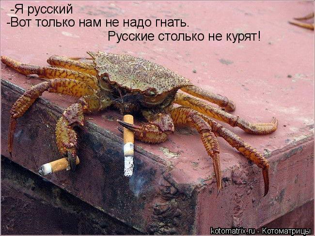 Котоматрица: -Я русский -Вот только нам не надо гнать. Русские столько не курят!