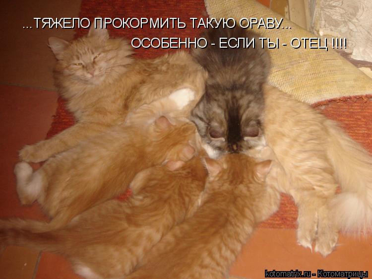 Котоматрица: ...ТЯЖЕЛО ПРОКОРМИТЬ ТАКУЮ ОРАВУ... ОСОБЕННО - ЕСЛИ ТЫ - ОТЕЦ !!!!