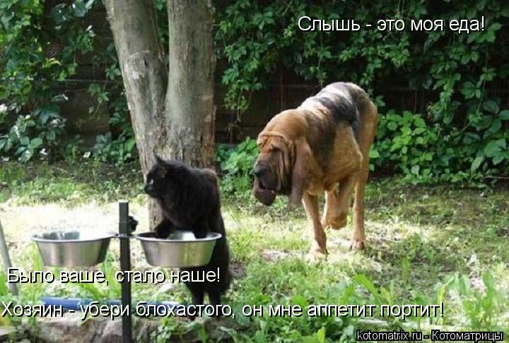 Слышь - это моя еда! Было ваше, стало наше! Хозяин - убери блохастого, он мне аппетит портит!... Котоматрица: Слышь - это моя еда! Было ваше, стало наше! Хозяин - убери блохастого, он мне аппетит портит!