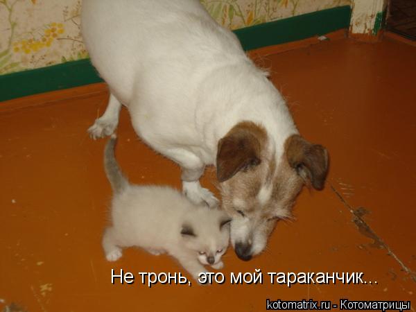 Не тронь, это мой тараканчик...... Котоматрица: Не тронь, это мой тараканчик...