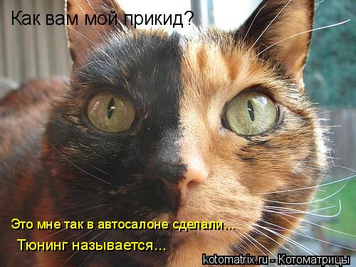 Котоматрица: Как вам мой прикид? Это мне так в автосалоне сделали... Тюнинг называется...