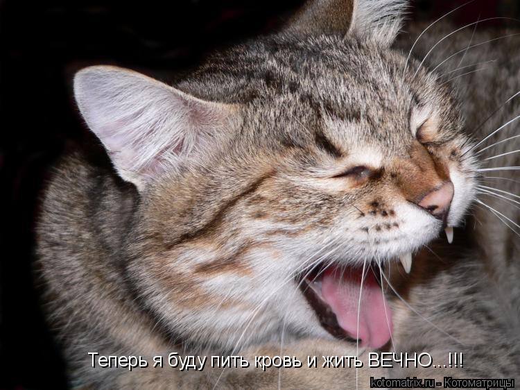 Теперь я буду пить кровь и жить ВЕЧНО...!!!... Котоматрица: Теперь я буду пить кровь и жить ВЕЧНО...!!!