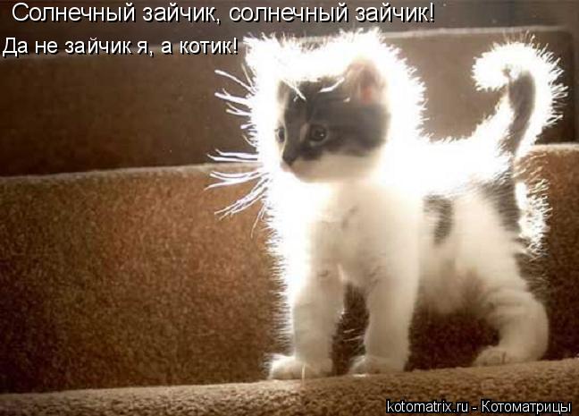 Солнечный зайчик, солнечный зайчик! Да не зайчик я, а котик!... Котоматрица: Солнечный зайчик, солнечный зайчик! Да не зайчик я, а котик!