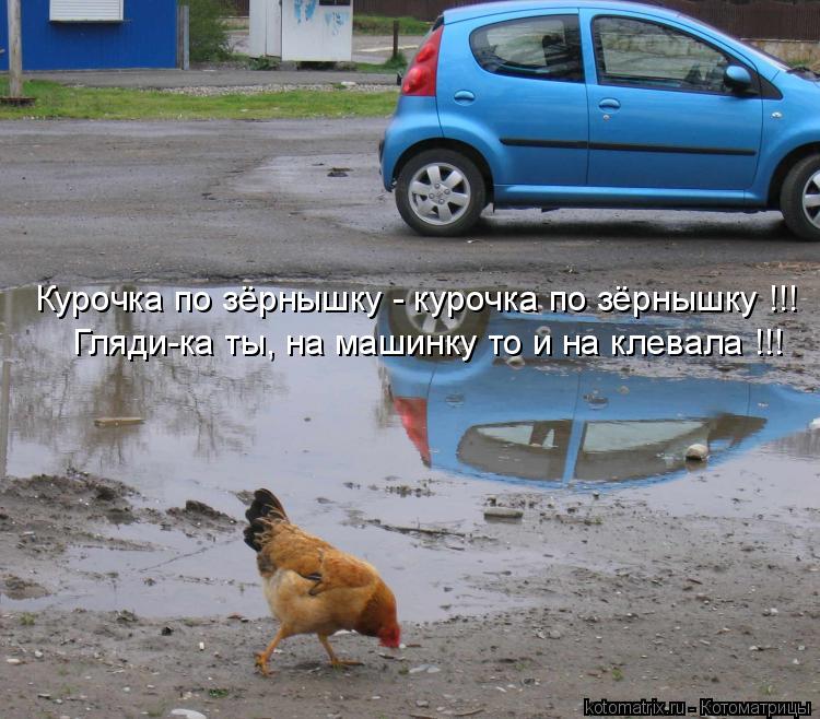 Курочка по зёрнышку - курочка по зёрнышку !!! Гляди-ка ты, на машинку то и на клевала !!!... Котоматрица: Курочка по зёрнышку - курочка по зёрнышку !!! Гляди-ка ты, на машинку то и на клевала !!!