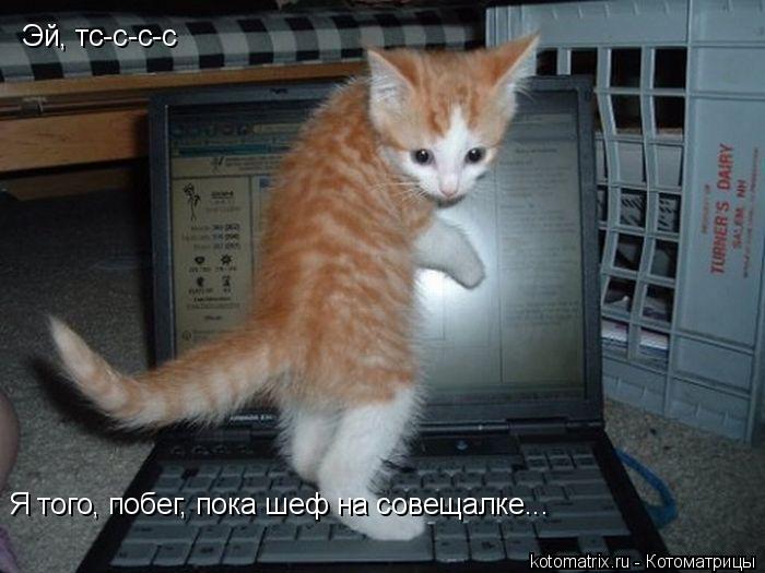 Эй, тс-с-с-с Я того, побег, пока шеф на совещалке...... Котоматрица: Эй, тс-с-с-с Я того, побег, пока шеф на совещалке...