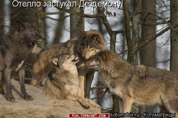 Отелло застукал Дездемону!... Котоматрица: Отелло застукал Дездемону!