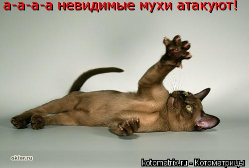а-а-а-а невидимые мухи атакуют!... Котоматрица: а-а-а-а невидимые мухи атакуют!