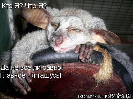 Кто Я? Что Я? Да не все ли равно! Главное - я тащусь!... Котоматрица: Кто Я? Что Я? Да не все ли равно! Главное - я тащусь!