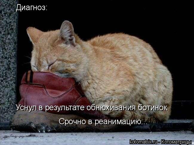Диагноз: Уснул в результате обнюхивания ботинок Срочно в реанимацию...... Котоматрица: Диагноз: Уснул в результате обнюхивания ботинок Срочно в реанимацию...