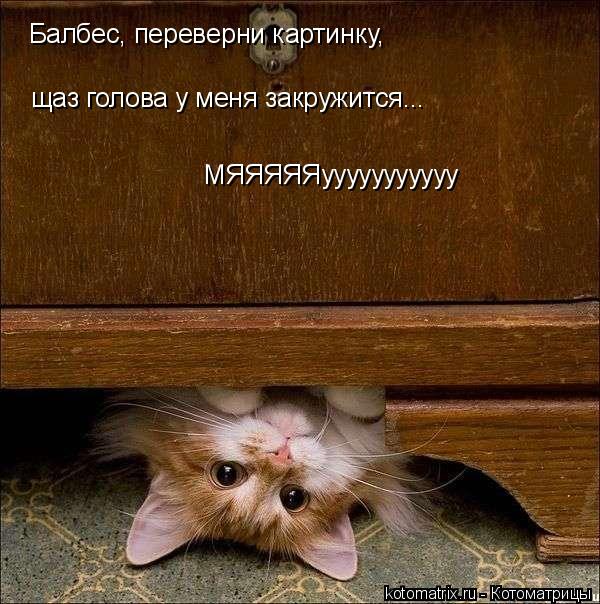 Балбес, переверни картинку, щаз голова у меня закружится... МЯЯЯЯЯууууууууууу... Котоматрица: Балбес, переверни картинку, щаз голова у меня закружится... МЯЯЯЯЯууууууууууу