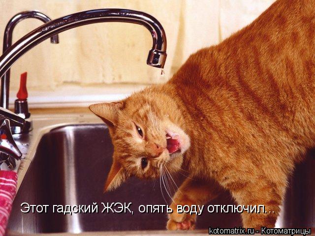 Котоматрица: Этот гадский ЖЭК, опять воду отключил...