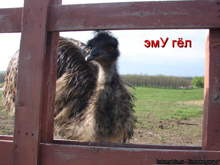 эмУ гёл... Котоматрица: эмУ гёл