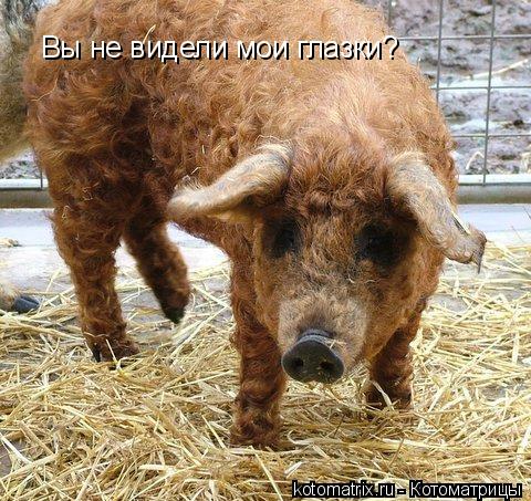 Вы не видели мои глазки?... Котоматрица: Вы не видели мои глазки?