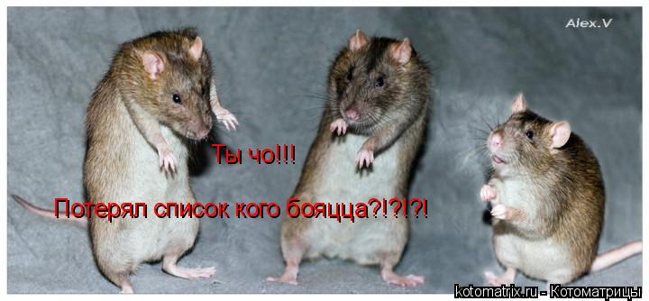 Ты чо!!! Потерял список кого бояцца?!?!?!... Котоматрица: Ты чо!!! Потерял список кого бояцца?!?!?!
