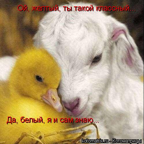 Ой, желтый, ты такой классный... Да, белый, я и сам знаю...... Котоматрица: Ой, желтый, ты такой классный... Да, белый, я и сам знаю...