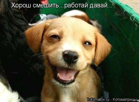 Хорош смешить...работай давай...... Котоматрица: Хорош смешить...работай давай...