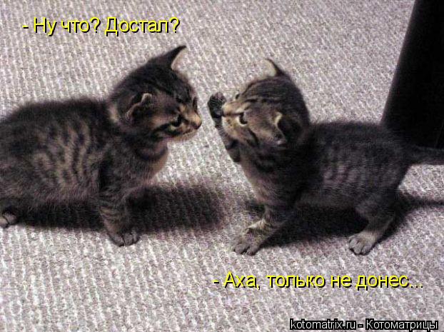 - Ну что? Достал? - Аха, только не донес...... Котоматрица: - Ну что? Достал? - Аха, только не донес...