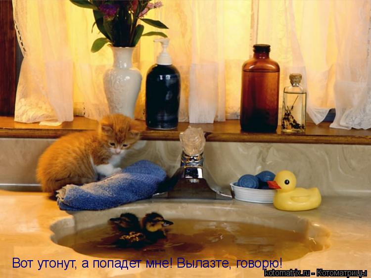 Вот утонут, а попадет мне! Вылазте, говорю!... Котоматрица: Вот утонут, а попадет мне! Вылазте, говорю!