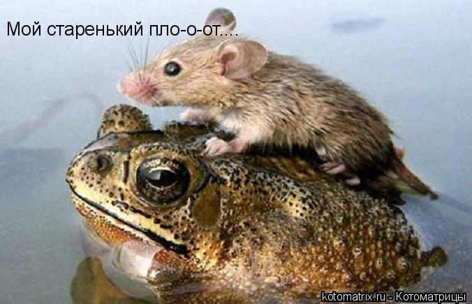 Мой старенький пло-о-от....... Котоматрица: Мой старенький пло-о-от....