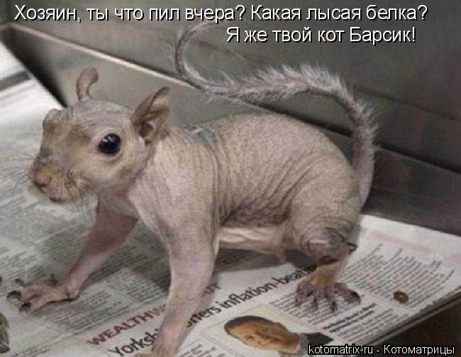 Хозяин, ты что пил вчера? Какая лысая белка? Я же твой кот Барсик!... Котоматрица: Хозяин, ты что пил вчера? Какая лысая белка? Я же твой кот Барсик!