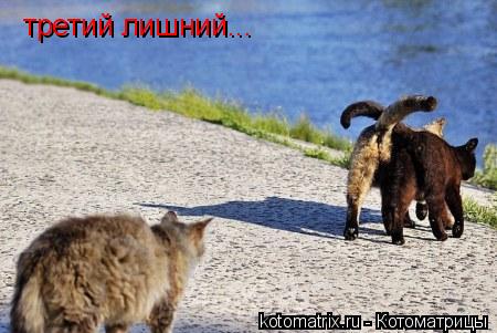третий лишний...... Котоматрица: третий лишний...