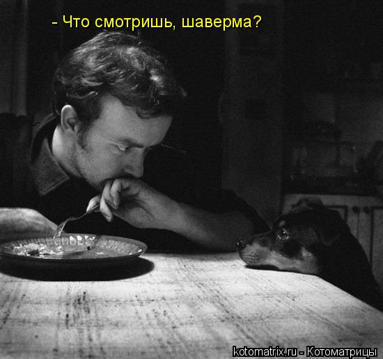 - Что смотришь, шаверма?... Котоматрица: - Что смотришь, шаверма?