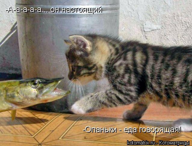 -А-а-а-а-а... он настоящий -Опаньки - еда говорящая!... Котоматрица: -А-а-а-а-а... он настоящий -Опаньки - еда говорящая!