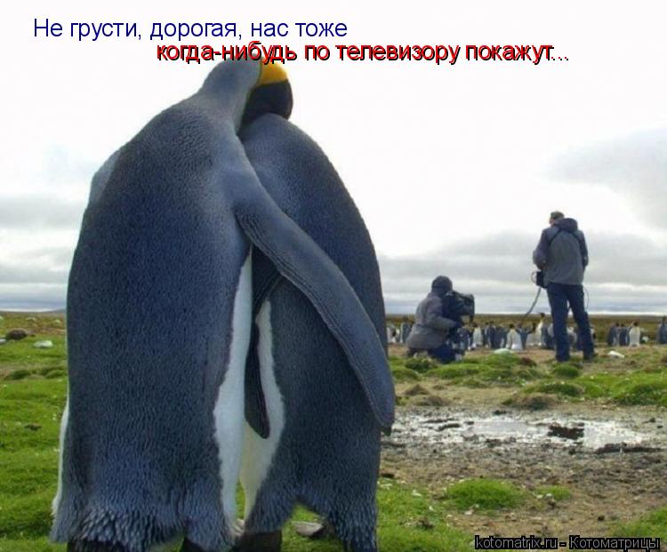 Не грусти, дорогая, нас тоже когда-нибудь по телевизору покажут...... Котоматрица: Не грусти, дорогая, нас тоже когда-нибудь по телевизору покажут...