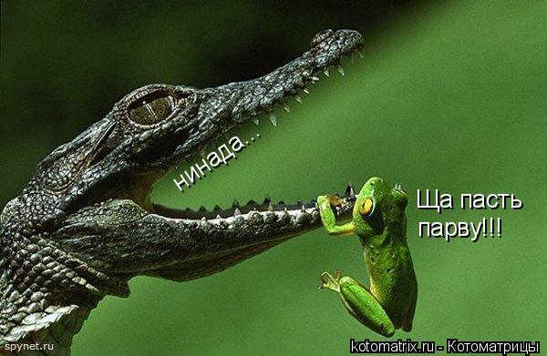 Ща пасть парву!!! нинада... нинада...... Котоматрица: Ща пасть парву!!! нинада... нинада...
