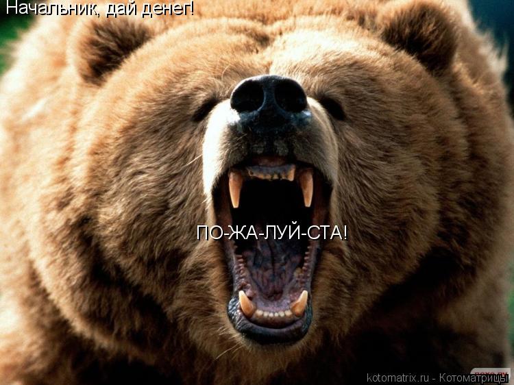 Начальник, дай денег! ПО-ЖА-ЛУЙ-СТА!... Котоматрица: Начальник, дай денег! ПО-ЖА-ЛУЙ-СТА!