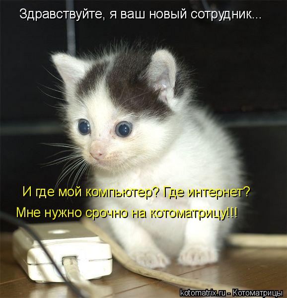 Здравствуйте, я ваш новый сотрудник... И где мой компьютер? Где интернет? Мне нужно срочно на котома... Котоматрица: Здравствуйте, я ваш новый сотрудник... И где мой компьютер? Где интернет? Мне нужно срочно на котоматрицу!!!