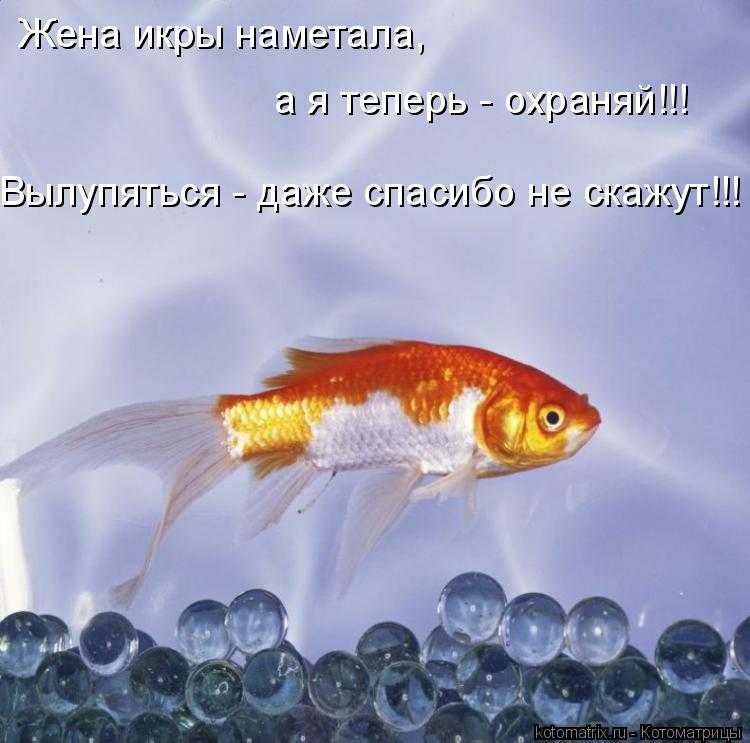 Жена икры наметала, а я теперь - охраняй!!! Вылупяться - даже спасибо не скажут!!!... Котоматрица: Жена икры наметала, а я теперь - охраняй!!! Вылупяться - даже спасибо не скажут!!!