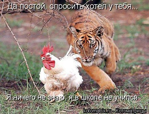 Да постой, спросить хотел у тебя... Я ничего не знаю, я в школе не учился... Котоматрица: Да постой, спросить хотел у тебя... Я ничего не знаю, я в школе не учился