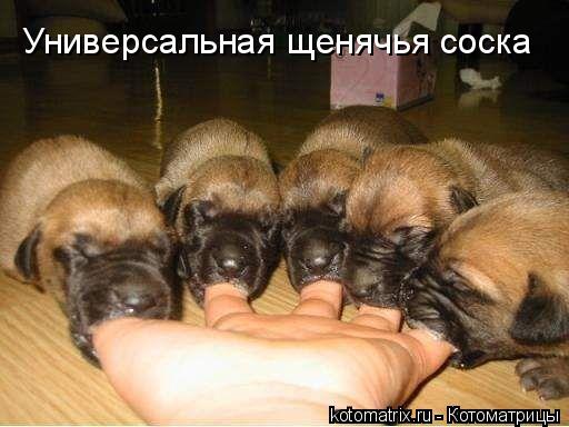 Универсальная щенячья соска... Котоматрица: Универсальная щенячья соска