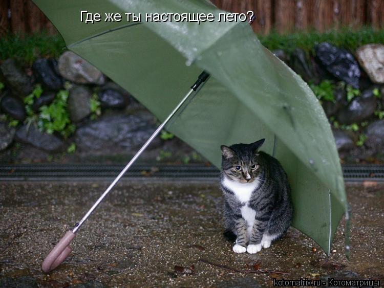 Где же ты настоящее лето?... Котоматрица: Где же ты настоящее лето?