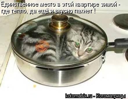 Единственное место в этой квартире зимой - где тепло, да ещё и вкусно пахнет !... Котоматрица: Единственное место в этой квартире зимой - где тепло, да ещё и вкусно пахнет !